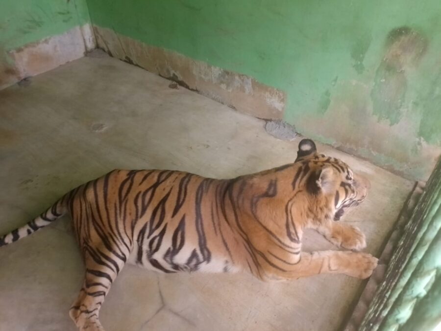Anggi, Harimau Sumatera di Medan Zoo Berjuang Melawan Usia