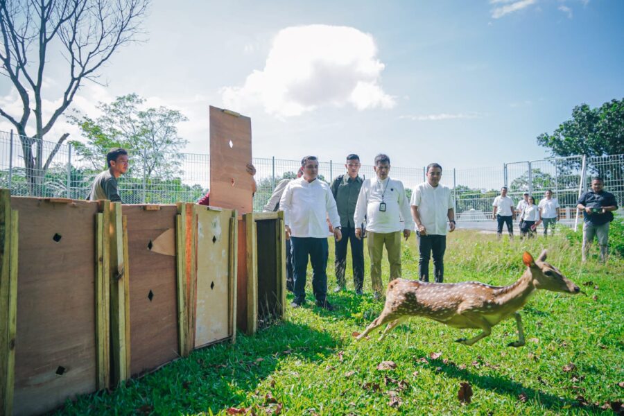 Rusa Istana Masuk ke Taman Cadika Kota Medan