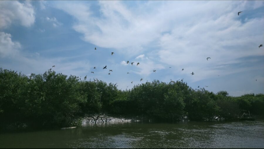 Pulau Burung Tempat Migrasinya Burung dari Australia, Siberia dan Rusia di Kota Medan.