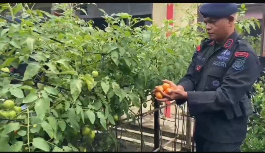 Brimob Polda Sumut Produktif Kelola Lahan Untuk Ketahanan Pangan