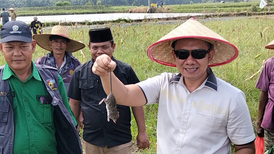 Desa Pematang Gajing Gelar ‘Grobyok Tikus’ untuk Dukung Ketahanan Pangan