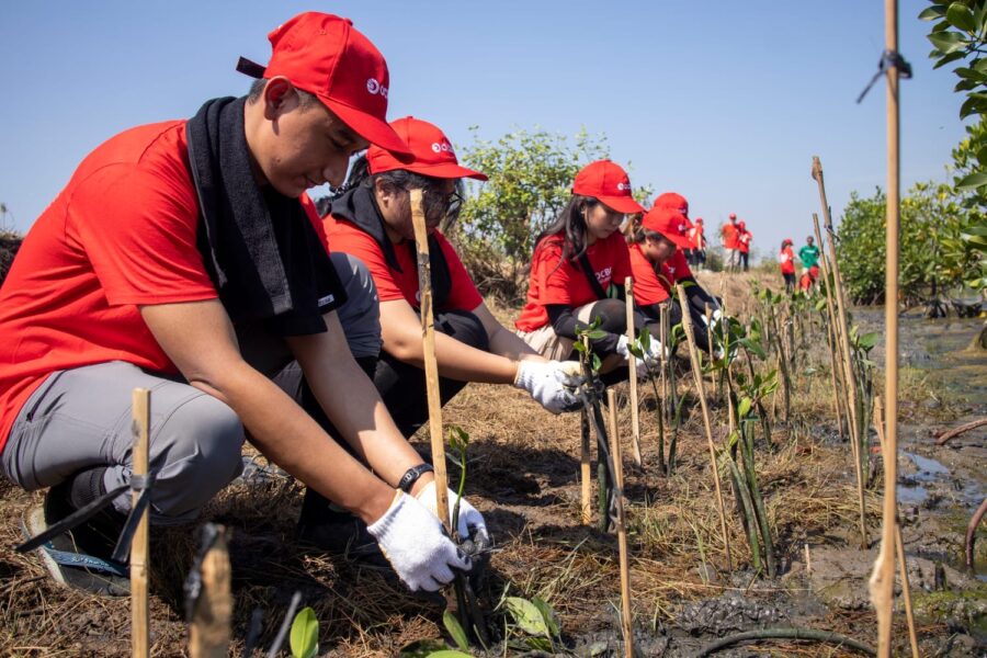 Peduli Kawasan Pesisir, Puluhan Ribu Bibit Mangrove di Tanam OCBC