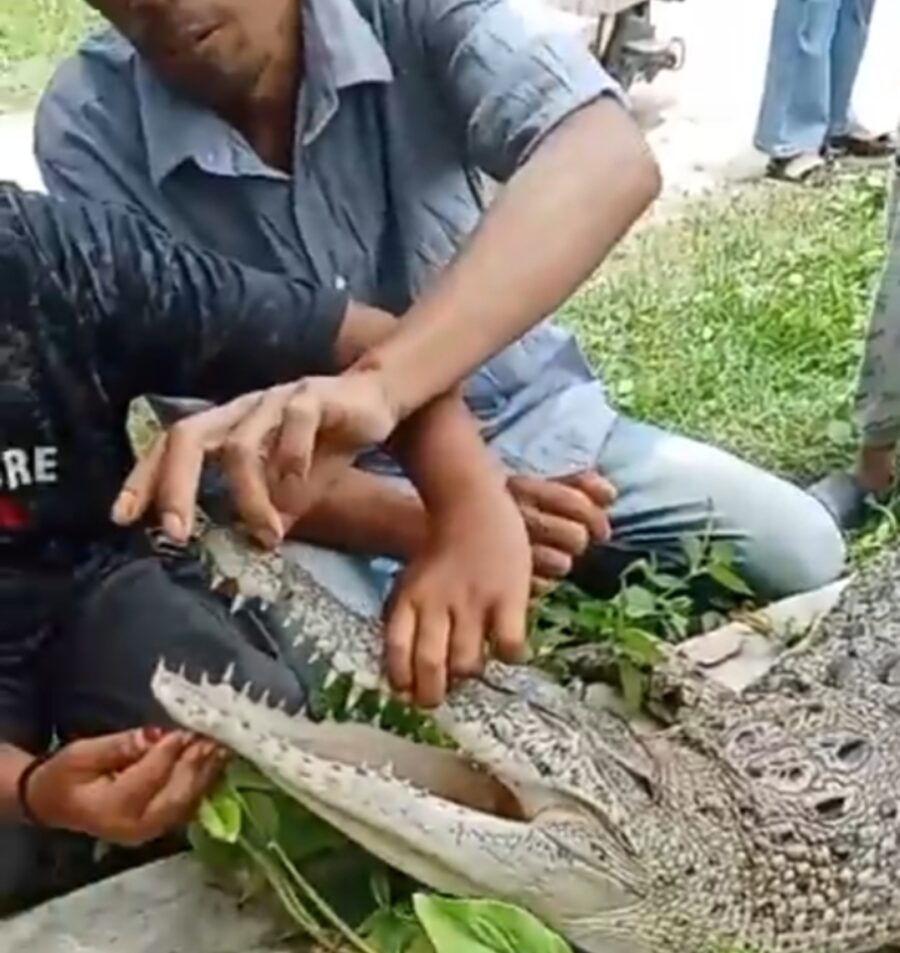 Buaya Terjaring Nelayan, Seperti Ini Kondisinya