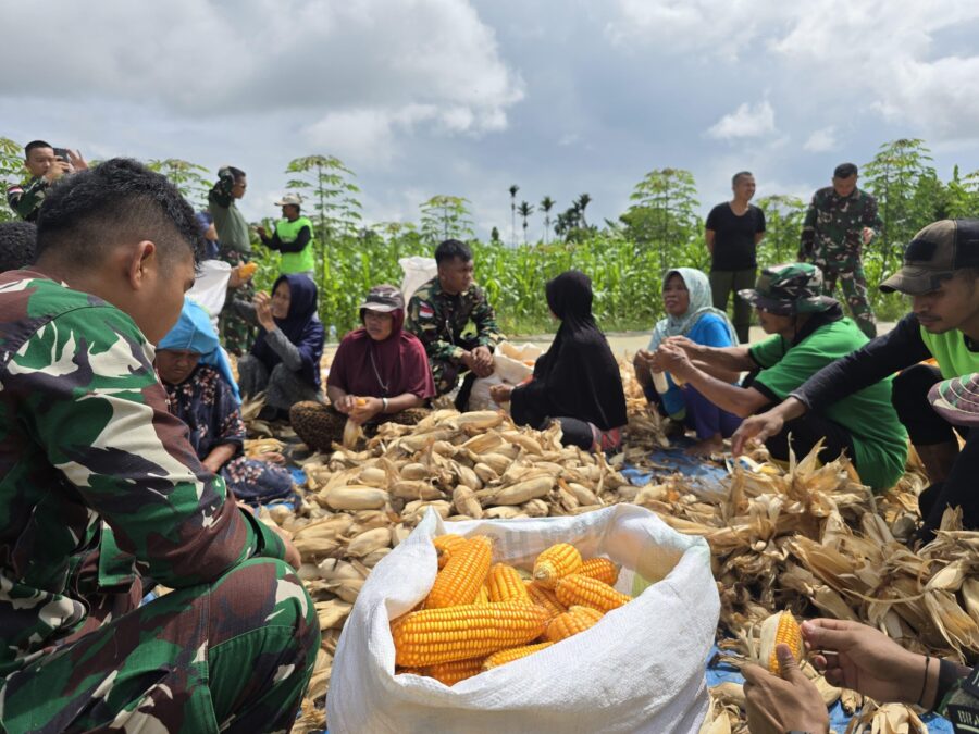 Satgas Yonif 131/Brajasakti Panen Jagung Bersama Masyarakat Perbatasan Papua