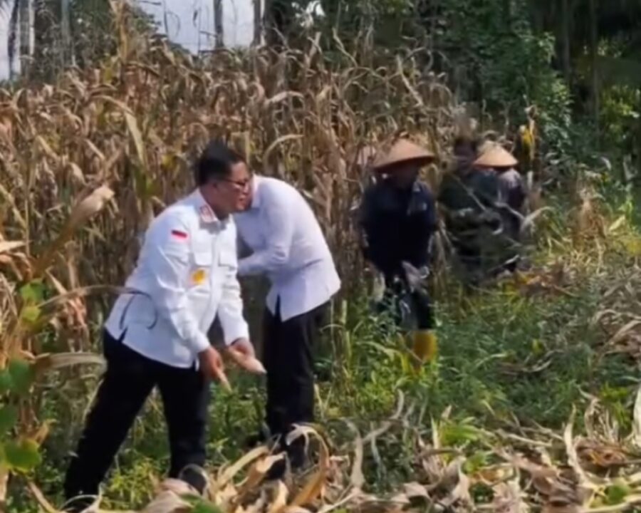 Ciptakan Ketahanan Pangan, Lapas Pancur Batu Sukses Panen Jagung