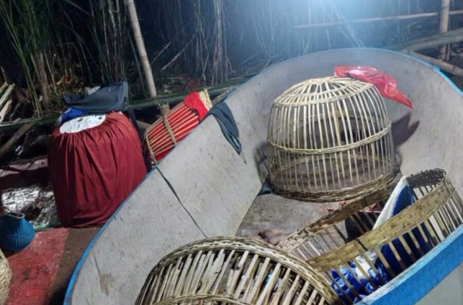 Polres Situbondo Gerebek Arena Judi Sabung Ayam di Dusun Locancang
