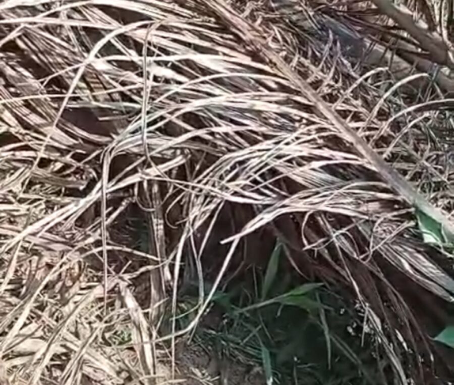 Seorang Penjaga Kebun Ditemukan Tewas Tertutupi Daun Sawit di Labuhanbatu Selatan