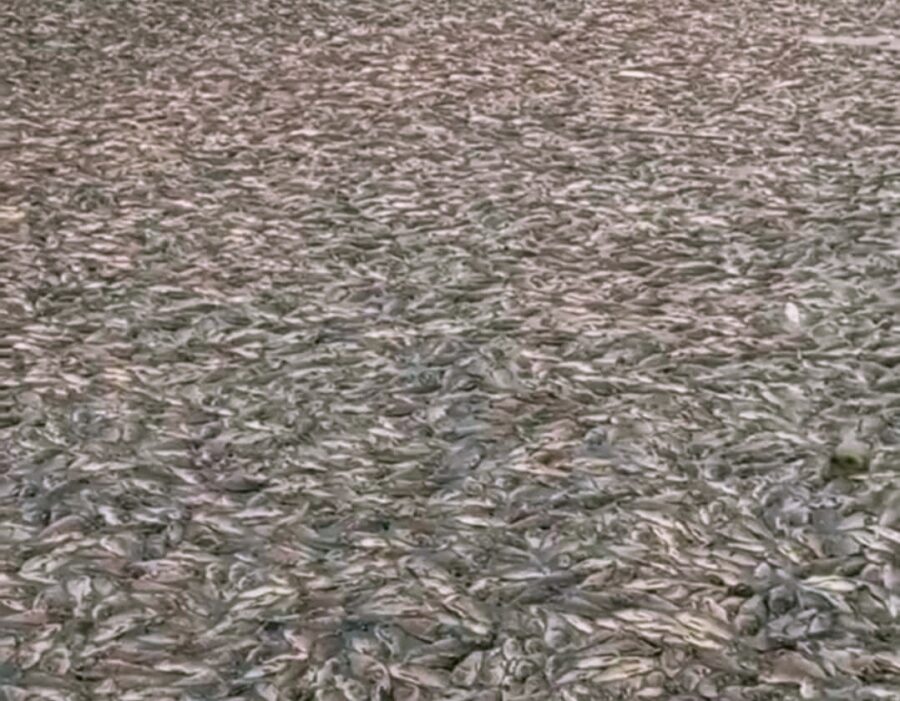 Petani Tambak di Sayung Demak Alami Kerugian Rp25 Juta akibat Ribuan Ikan Mati Mendadak