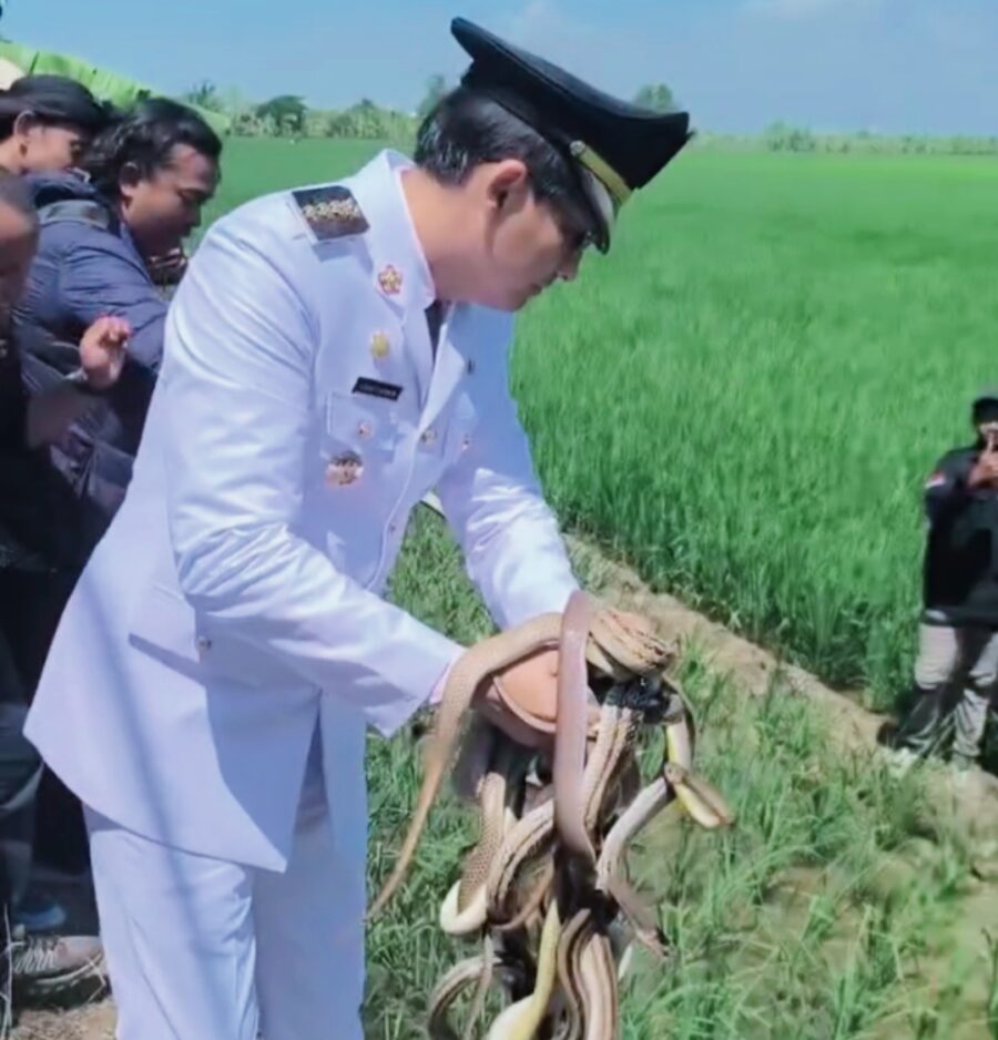 Gayung Bersambut Bupati Lepas Ular dan Biawak, Kang Dedi Lepas Burhan