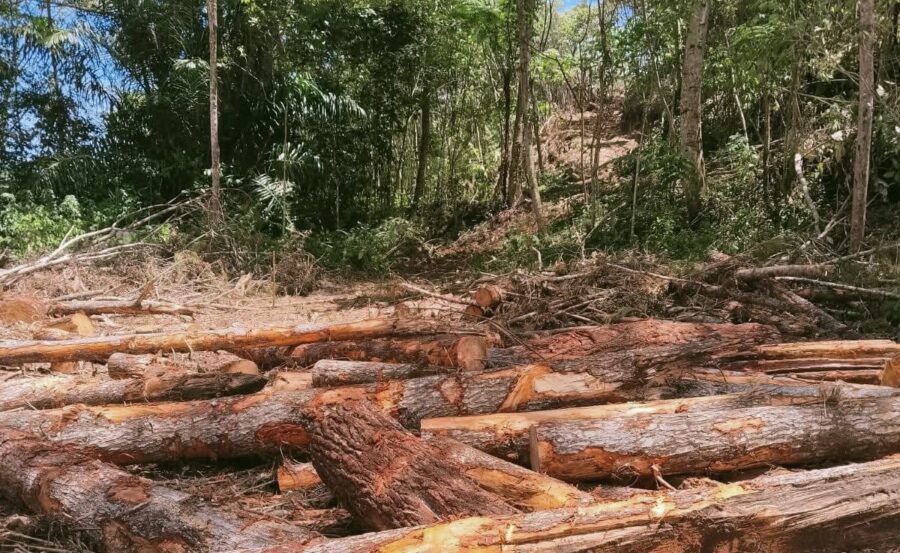 Hutan Dairi Marak Pembalakan Liar, Siapa Yang Bertanggung Jawab