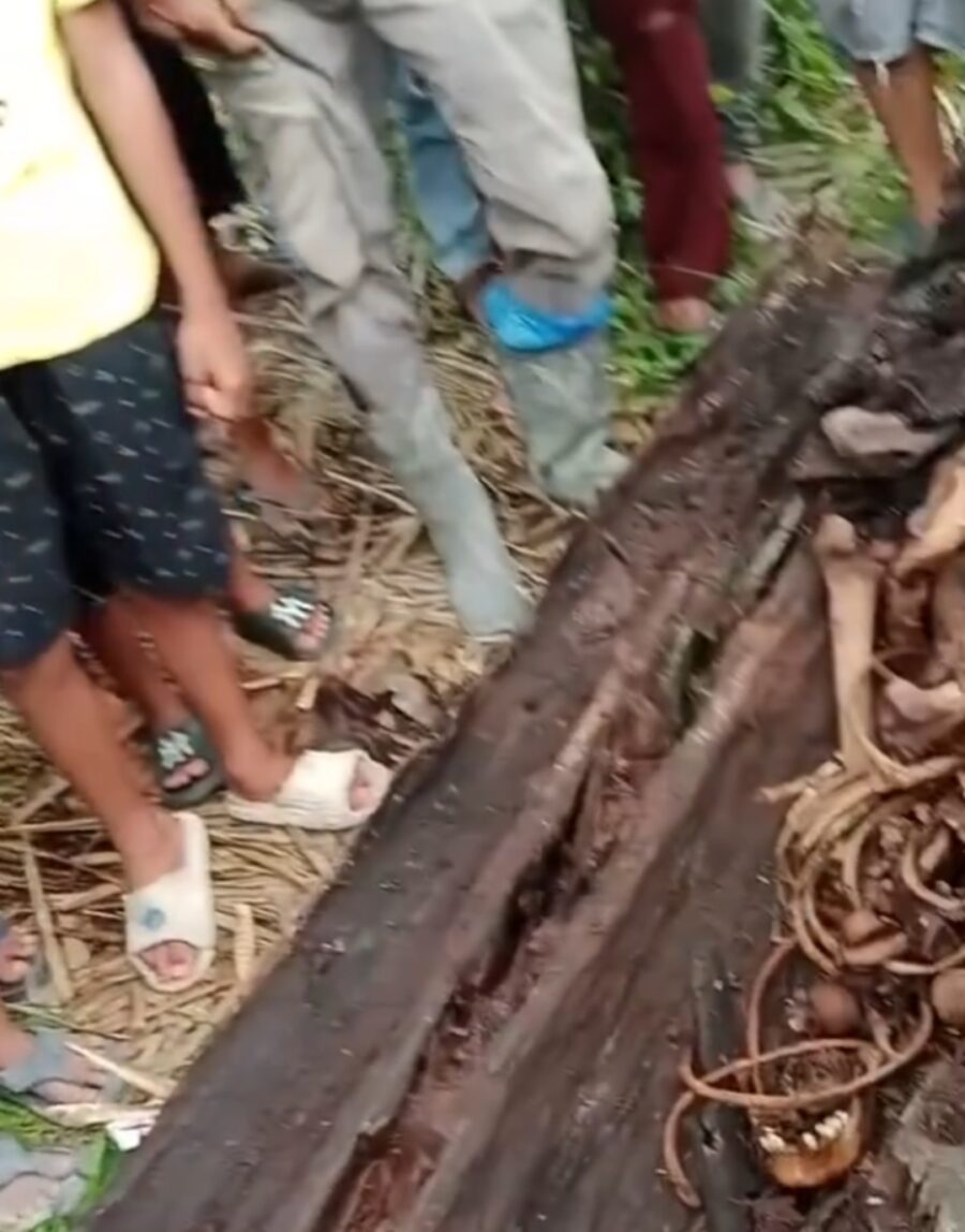 Misteri Tulang Belulang di Dalam Batang Pohon Aren