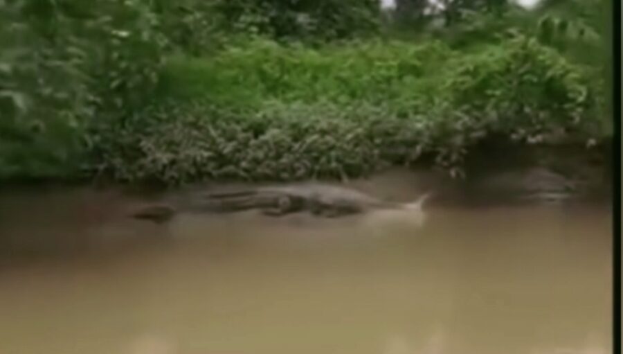Warga Diminta Waspadai Buaya di Sungai Besitang