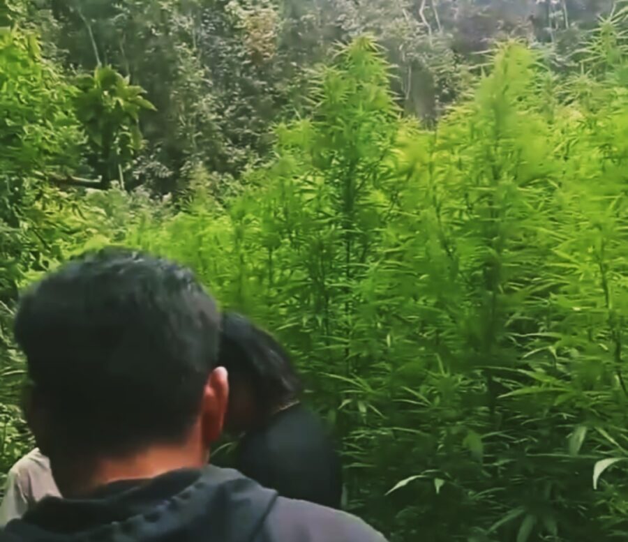 Ganja Segar Digrebek Kodim 0205/Tanah Karo