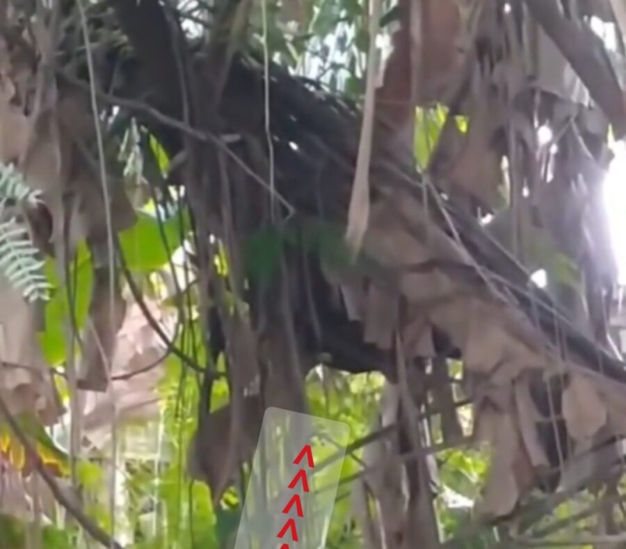 Seorang Ibu Rumah Tangga Meninggal Dunia Usai Disengat Belasan Tawon di Medan