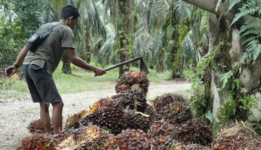 Daftar Harga Buah Sawit Saat ini Dibeberapa Daerah