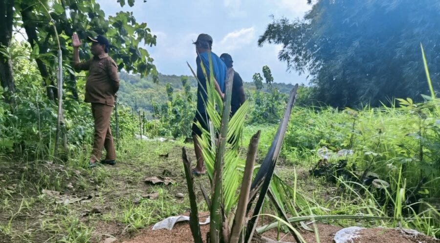 Kebun Sawit Misterius Viral di Media Sosial