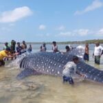 Hiu Paus 9,17 Meter Mati Terdampar di Wakatobi, Kondisi Hamil