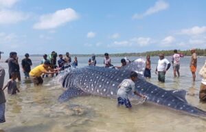 Hiu Paus 9,17 Meter Mati Terdampar di Wakatobi, Kondisi Hamil