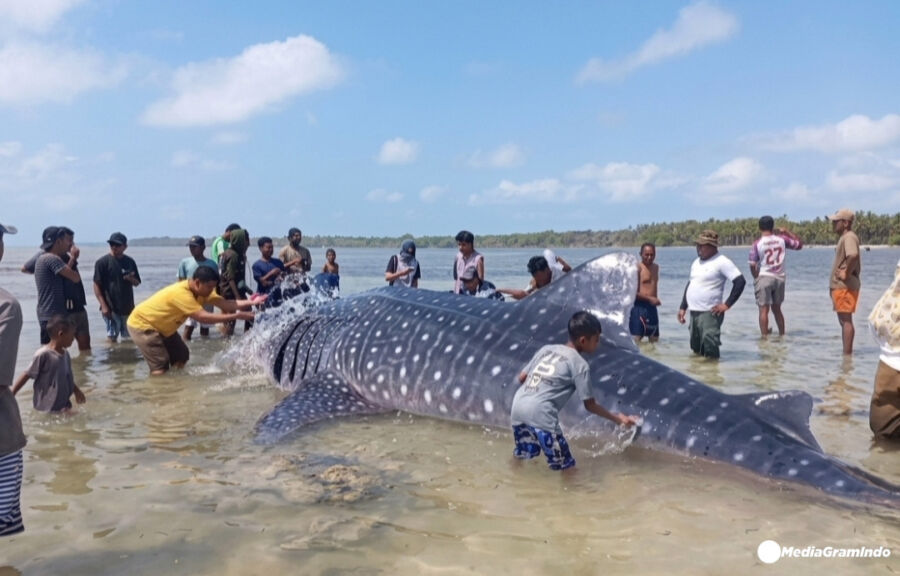 Hiu Paus 9,17 Meter Mati Terdampar di Wakatobi, Kondisi Hamil