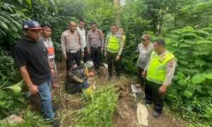 Terlibat Laka Lantas di Tigapanah Karo Polisi Bongkar Ladang Ganja