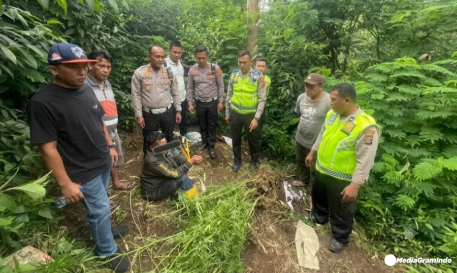 Terlibat Laka Lantas di Tigapanah Karo Polisi Bongkar Ladang Ganja