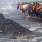 Hiu Tutul 10 Meter Terdampar di Pantai Parangkusumo Bantul, Masih Hidup