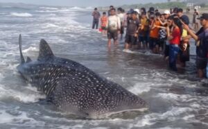 Hiu Tutul 10 Meter Terdampar di Pantai Parangkusumo Bantul, Masih Hidup