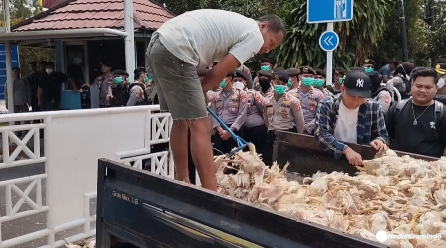 Massa Lemparkan Bangkai Ayam ke Kantor PLN Palangka Raya, Imbas Pemadaman Listrik Bergilir